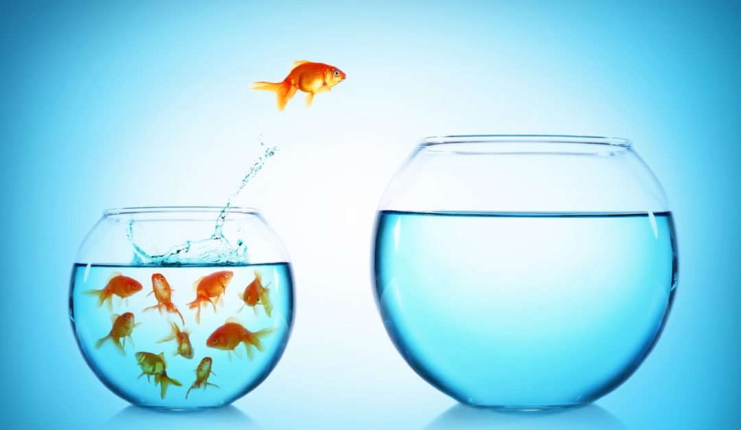 Are you a Shark or a Goldfish in your career?