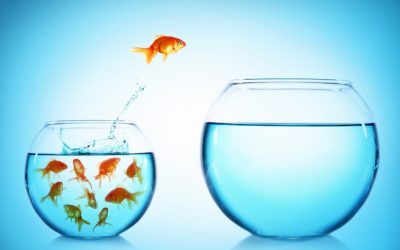 Are you a Shark or a Goldfish in your career?